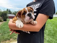 Charlie , a male English Bulldog for sale in Dundee, OH – 2 of 9