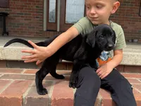 Duke, a male Labrador Retriever for sale in Dundee, OH – 1 of 6