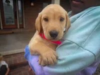 Pearl, a female Labrador Retriever for sale in Dundee, OH – 1 of 5