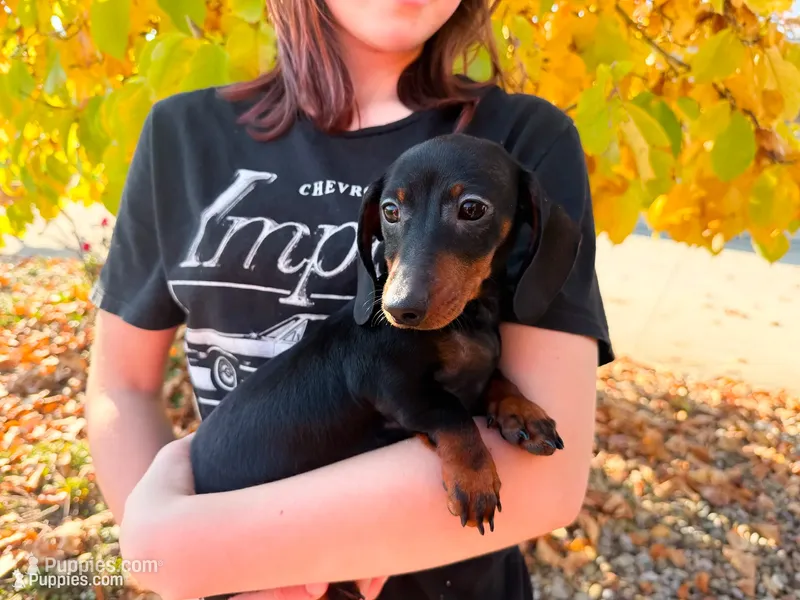Gus – Miniature Dachshund puppy for sale in Dundee, OH