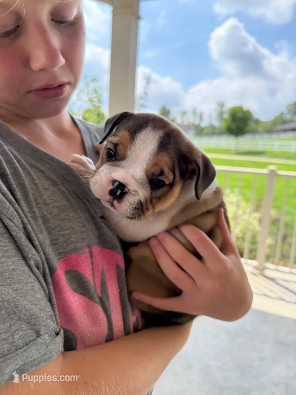 Cookie – English Bulldog puppy for sale in Dundee, OH
