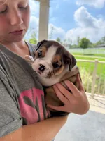 Cookie, a female English Bulldog for sale in Dundee, OH – 1 of 9