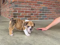 Precious, a female English Bulldog for sale in Dundee, OH – 4 of 9