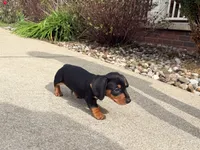 Tucker, a male Miniature Dachshund for sale in Dundee, OH – 5 of 7
