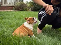 Charlie , a male English Bulldog for sale in Dundee, OH – 5 of 9
