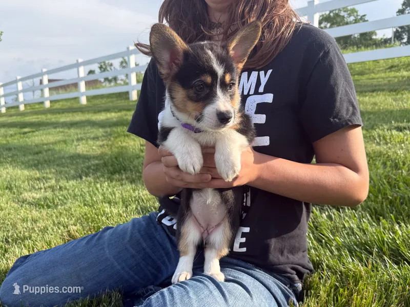 Violet – Pembroke Welsh Corgi puppy for sale in Dundee, OH