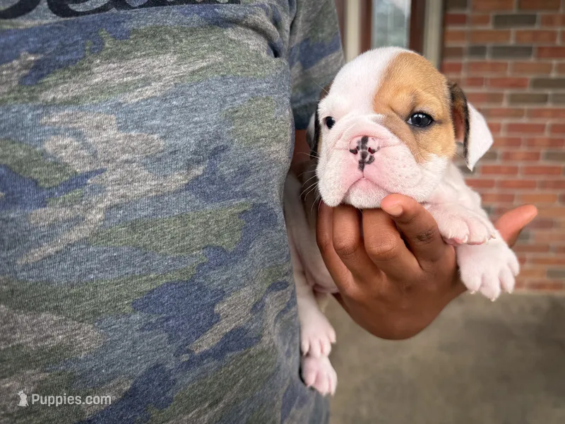 Honey – English Bulldog puppy for sale in Dundee, OH
