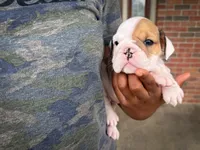 Honey, a female English Bulldog for sale in Dundee, OH – 1 of 5