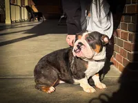 Precious, a female English Bulldog for sale in Dundee, OH – 9 of 9