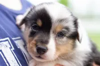 Jasper , a male Australian Shepherd and Pembroke Welsh Corgi for sale in Dundee, OH – 8 of 10