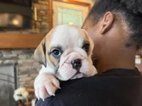 Fiona, a female English Bulldog for sale in Dundee, OH – 4 of 8