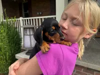 Tucker, a male Miniature Dachshund for sale in Dundee, OH – 3 of 7