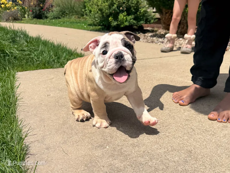 Penelope  – English Bulldog puppy for sale in Dundee, OH