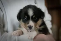 Star, a female Australian Shepherd and Pembroke Welsh Corgi for sale in Dundee, OH – 6 of 8