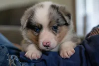 Ringo, a male Australian Shepherd and Pembroke Welsh Corgi for sale in Dundee, OH – 2 of 10