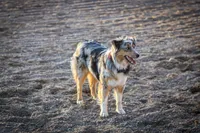 Blue, a male Australian Shepherd and Pembroke Welsh Corgi for sale in Dundee, OH – 9 of 10