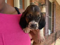 Max, a male Basset Hound for sale in Dundee, OH – 2 of 8