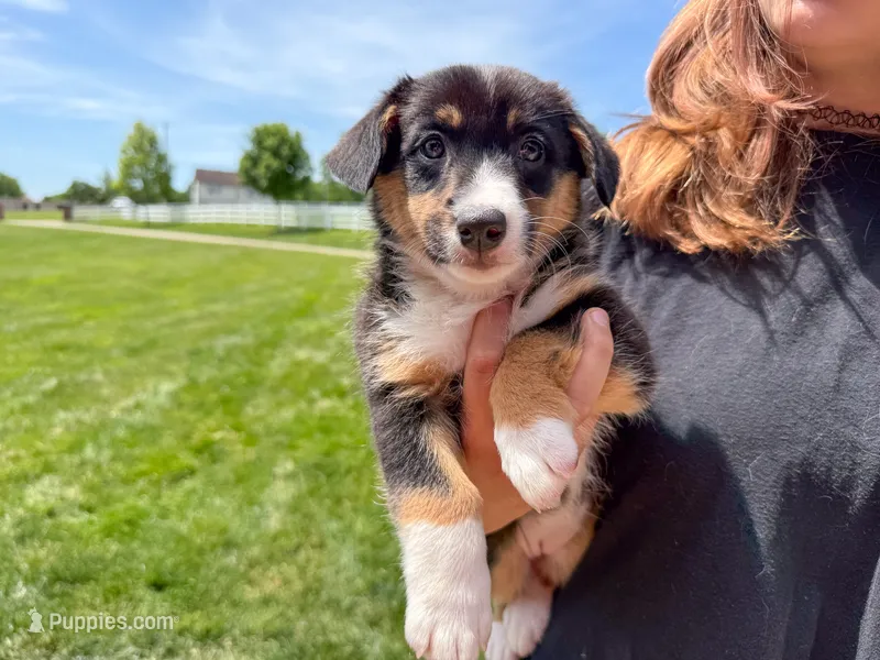 Winnie – Australian Shepherd, Pembroke Welsh Corgi puppy for sale in Dundee, OH