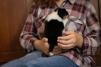 Poppy, a female Pembroke Welsh Corgi for sale in Dundee, OH – 7 of 9