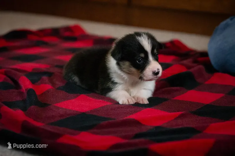 Poppy, a female Pembroke Welsh Corgi for sale in Dundee, OH – 1 of 9