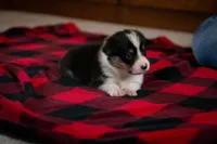 Poppy, a female Pembroke Welsh Corgi for sale in Dundee, OH – 1 of 9