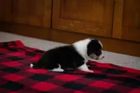 Poppy, a female Pembroke Welsh Corgi for sale in Dundee, OH – 5 of 9