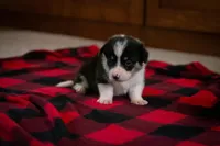 Poppy, a female Pembroke Welsh Corgi for sale in Dundee, OH – 4 of 9