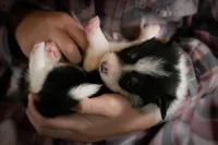 Poppy, a female Pembroke Welsh Corgi for sale in Dundee, OH – 3 of 9