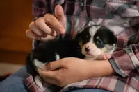 Poppy, a female Pembroke Welsh Corgi for sale in Dundee, OH – 6 of 9