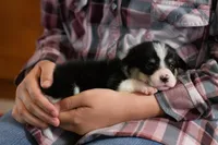 Poppy, a female Pembroke Welsh Corgi for sale in Dundee, OH – 2 of 9