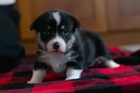 Daisy, a female Pembroke Welsh Corgi for sale in Dundee, OH – 6 of 8