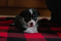 Daisy, a female Pembroke Welsh Corgi for sale in Dundee, OH – 5 of 8