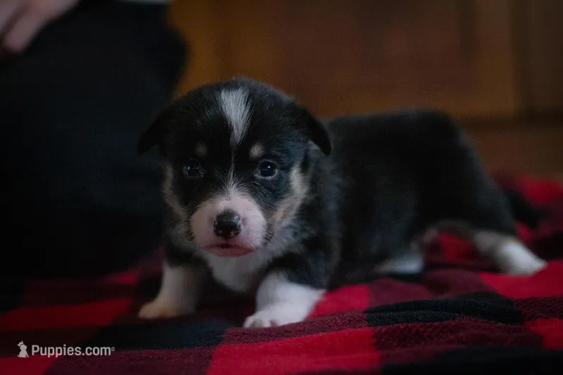 Daisy, a female Pembroke Welsh Corgi for sale in Dundee, OH – 1 of 8