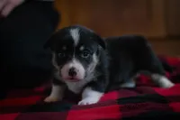 Daisy, a female Pembroke Welsh Corgi for sale in Dundee, OH – 1 of 8