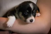Daisy, a female Pembroke Welsh Corgi for sale in Dundee, OH – 3 of 8