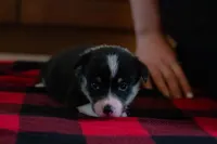 Daisy, a female Pembroke Welsh Corgi for sale in Dundee, OH – 4 of 8