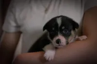 Daisy, a female Pembroke Welsh Corgi for sale in Dundee, OH – 2 of 8