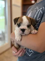 Henry, a male English Bulldog for sale in Dundee, OH – 2 of 6