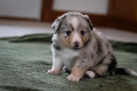 Cody, a male Australian Shepherd and Pembroke Welsh Corgi for sale in Dundee, OH – 4 of 10