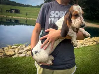 Mabel, a female Basset Hound for sale in Dundee, OH – 5 of 10