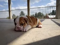 George, a male English Bulldog for sale in Dundee, OH – 3 of 9