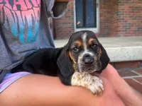 Wilbur, a male Basset Hound for sale in Dundee, OH – 1 of 10