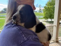Clara, a female Basset Hound for sale in Dundee, OH – 7 of 9