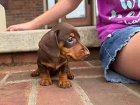 Bailey , a female Miniature Dachshund for sale in Dundee, OH – 4 of 7