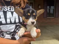 Daisy, a female Pembroke Welsh Corgi for sale in Dundee, OH – 2 of 5