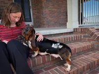 Gracie , a female Basset Hound for sale in Dundee, OH – 6 of 7