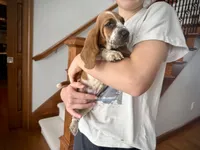 Eva, a female Basset Hound for sale in Dundee, OH – 4 of 6