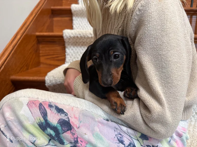 Gus – Miniature Dachshund puppy for sale in Dundee, OH