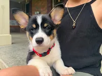 Poppy, a female Pembroke Welsh Corgi for sale in Dundee, OH – 1 of 10