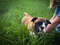 Otis, a male English Bulldog for sale in Dundee, OH – 4 of 7